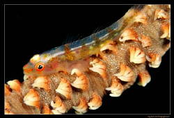 Tiny Whip Coral Goby, 
D300, 105VR by Kay Burn Lim 